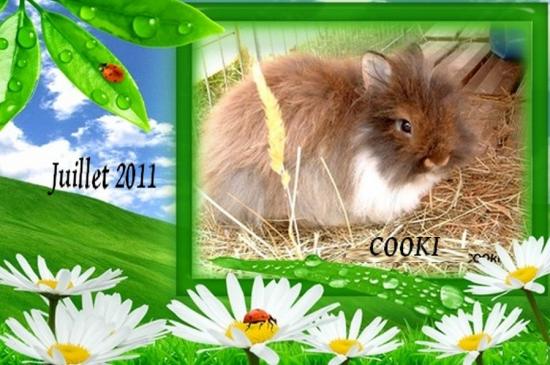 Cooki