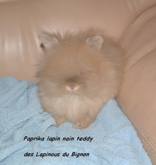 Paprika lapin nain teddy fauve
