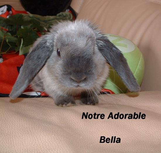 Bella lapin nain bélier martre bleu