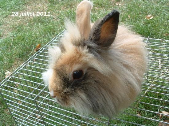 Princesse lapine tete de lion Japonnais