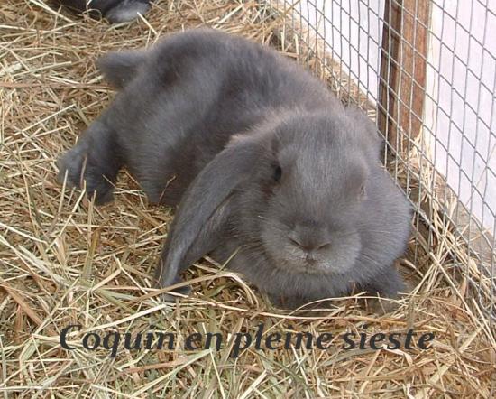 kokin lapin nain bélier bleu