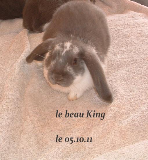 King lapin nain bélier a manteau bleu