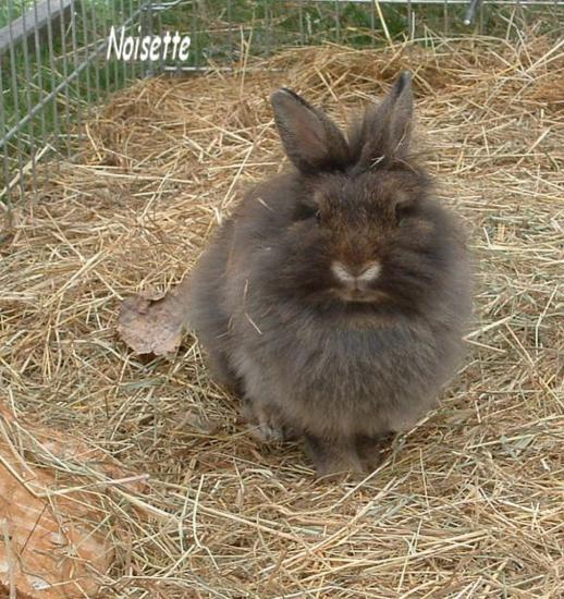 Noisette lapin nain teddy garenne de tres petit gabarit