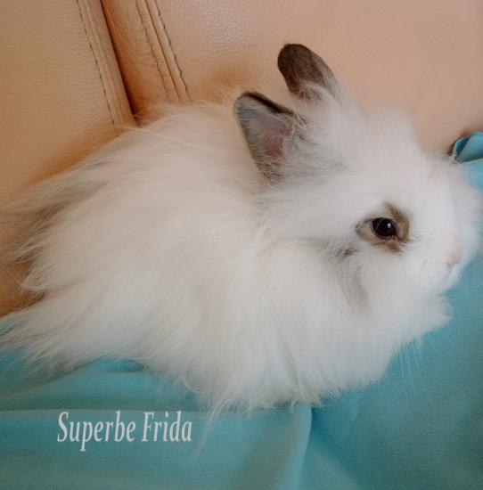 Frida lapin nain teddy papillon garenne