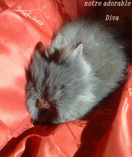 Diva lapin nain teddy Garenne