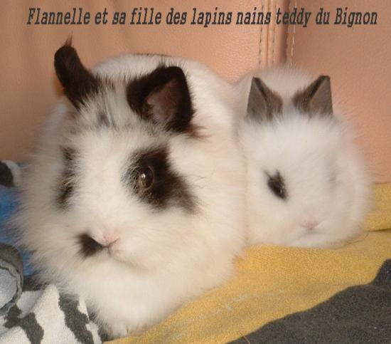 Flannelle lapin nain pecking teddy papillon noir & blanc
