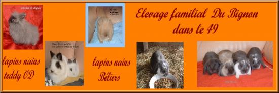 banniere-lapins-nains-1.jpg